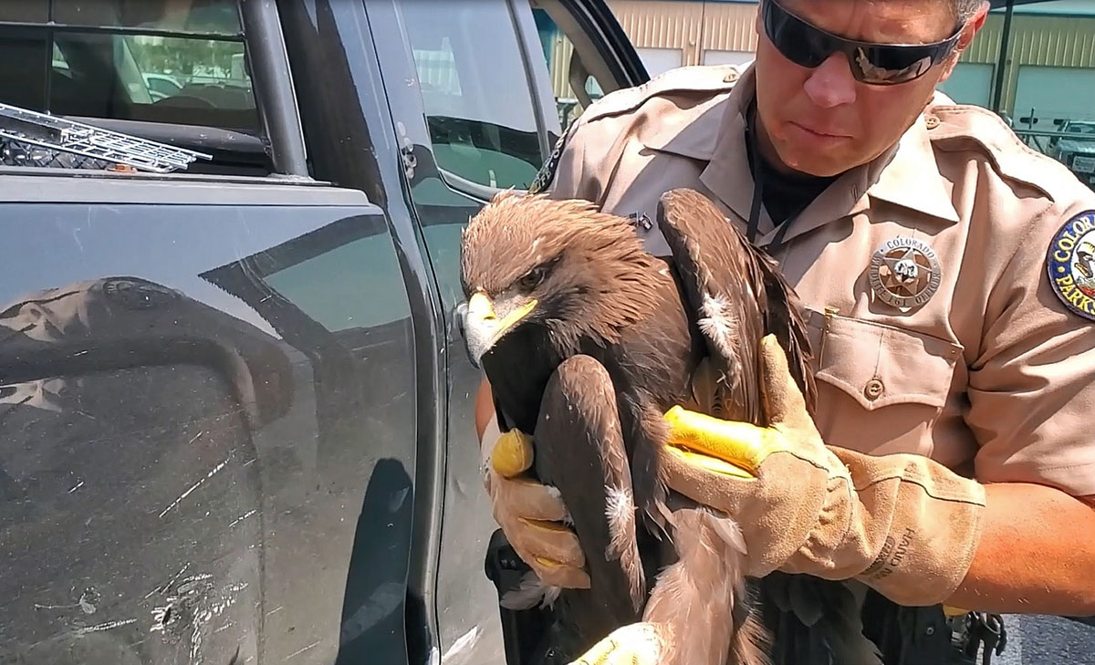 Wildlife Officers Remove Tire That Was Around A Bull Elk’s Neck For ...