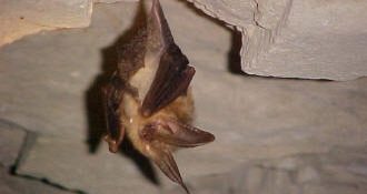 Colorado Parks and Wildlife Joins National Bat Week