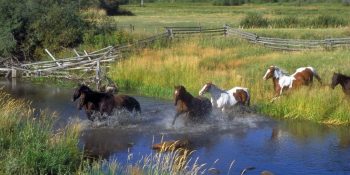 Colorado Lands At Bay