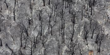 New Study: Forest Regeneration Declines by 33% Post-Fire in wake of Climate Change