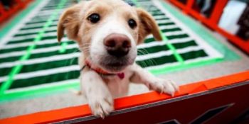 DIA to Host Third Annual ‘DEN Puppy Bowl’ — Sat., Feb. 3