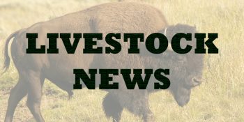 Compensation for Bison Loss Boosted in 2018