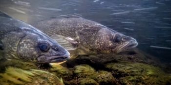 Spring fishing is upon us… Jumbo Reservoir Opens to Boating & Annual Walleye Spawn prepares for stocked fish