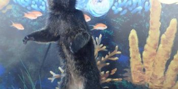 THE DOWNTOWN AQUARIUM CELEBRATES BEARCAT DAY WITH YUNI — May 12