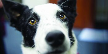 Canine cancer prevention vaccine study seeks participants