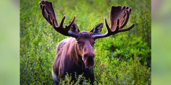 Moose attack outside Nederland prompts warnings of potential aggressive wildlife behavior defending their young