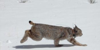 Lynx reintroduced 20 years ago in Colorado; CPW monitoring shows stable population