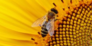 Farmers, Ranchers and Private Forest Landowners Use Conservation to Protect Pollinator Habitat, Boost Crop Production