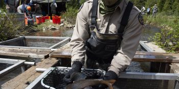 Video highlights the exciting arctic grayling spawn at Joe Wright Reservoir