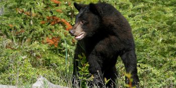 Remain “Bear Aware” when camping and hiking in Colorado bear country