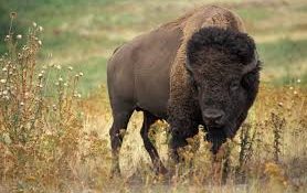 Celebrate National Bison Day This Saturday, November 7th