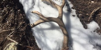 CPW issues reminder of seasonal restrictions on shed antler collection