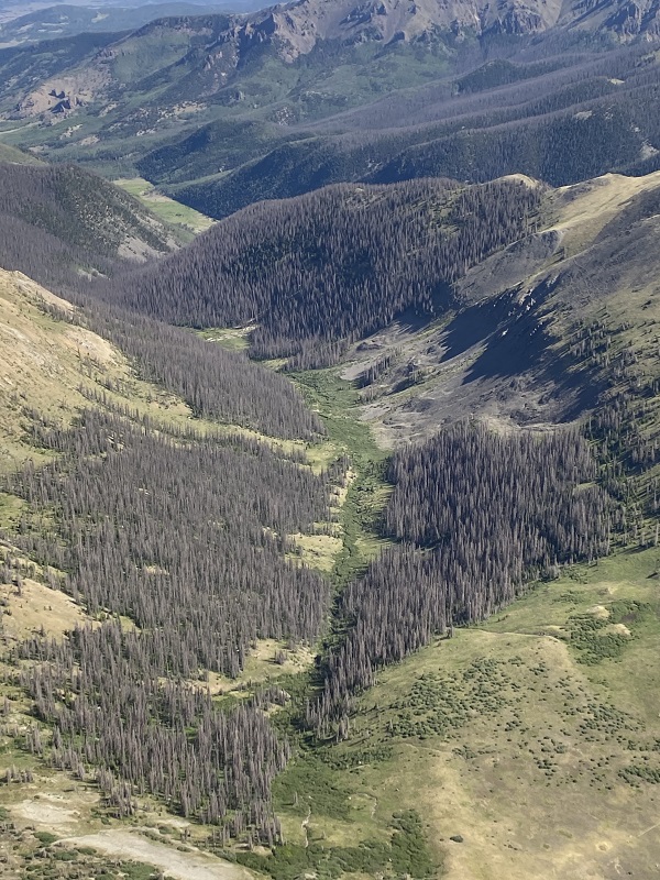 Aerial Survey: Spruce Beetle Remains Most Deadly Forest Pest