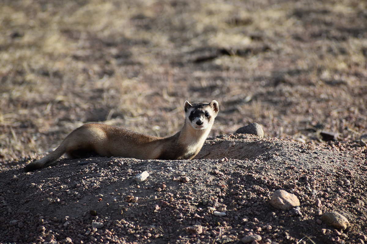 CPW’s Species Conservation Dashboard shows agency’s work protecting sensitive species