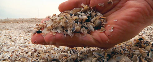 Invasive Concerns: Zebra & Quagga Mussels