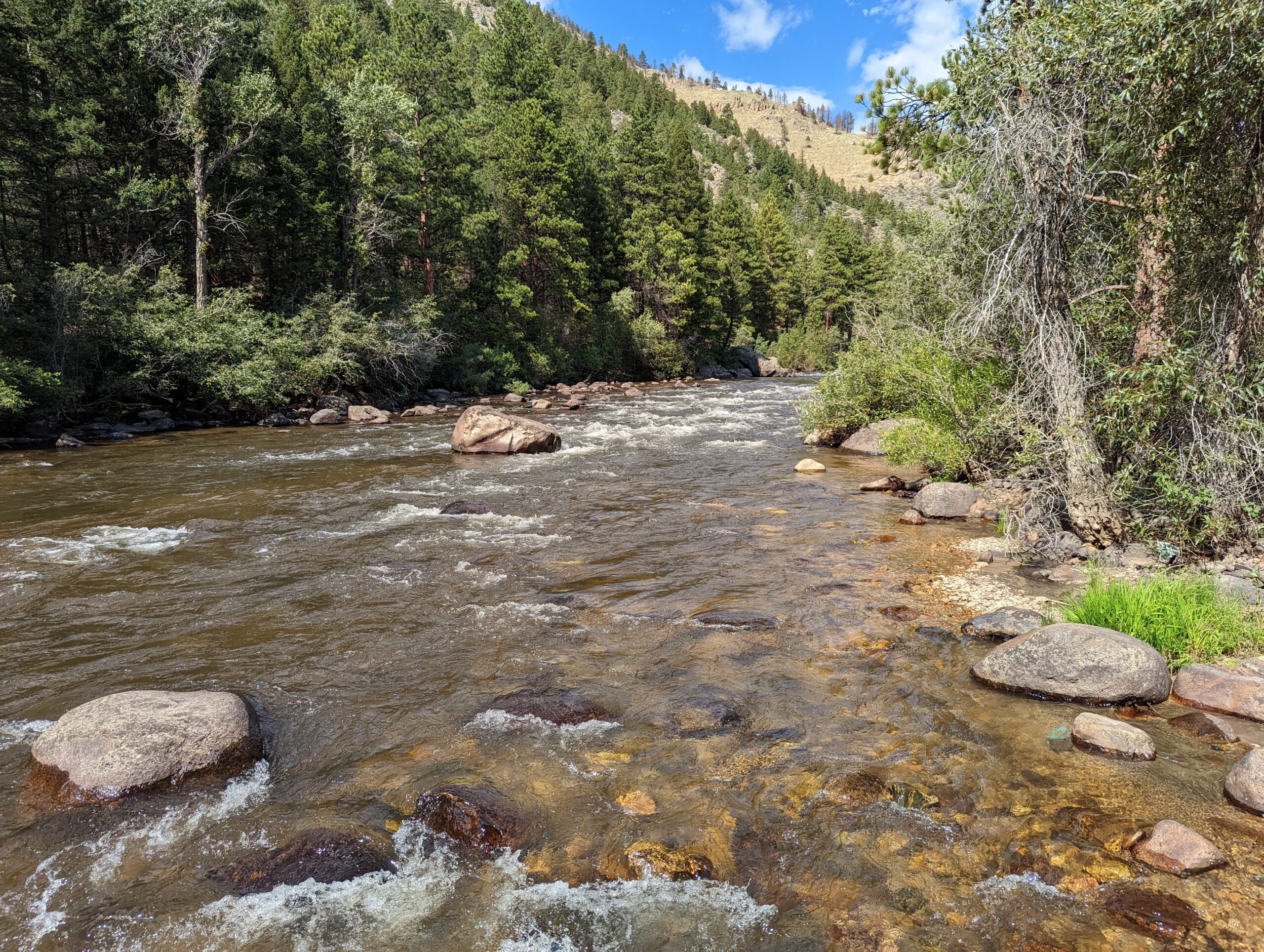 Volunteers rally to begin the recovery of the Cache la Poudre River fishery