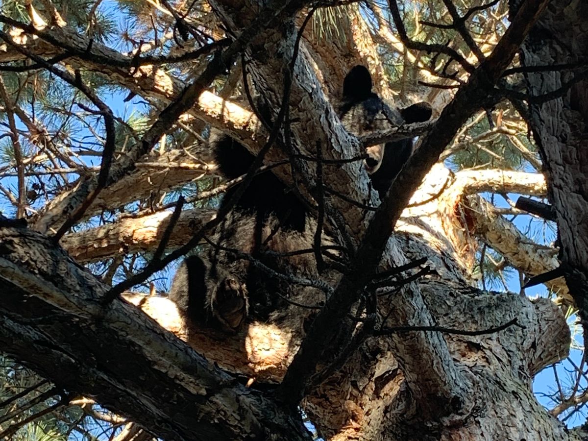 CPW wildlife officers relocate bear from a tree on CSU campus