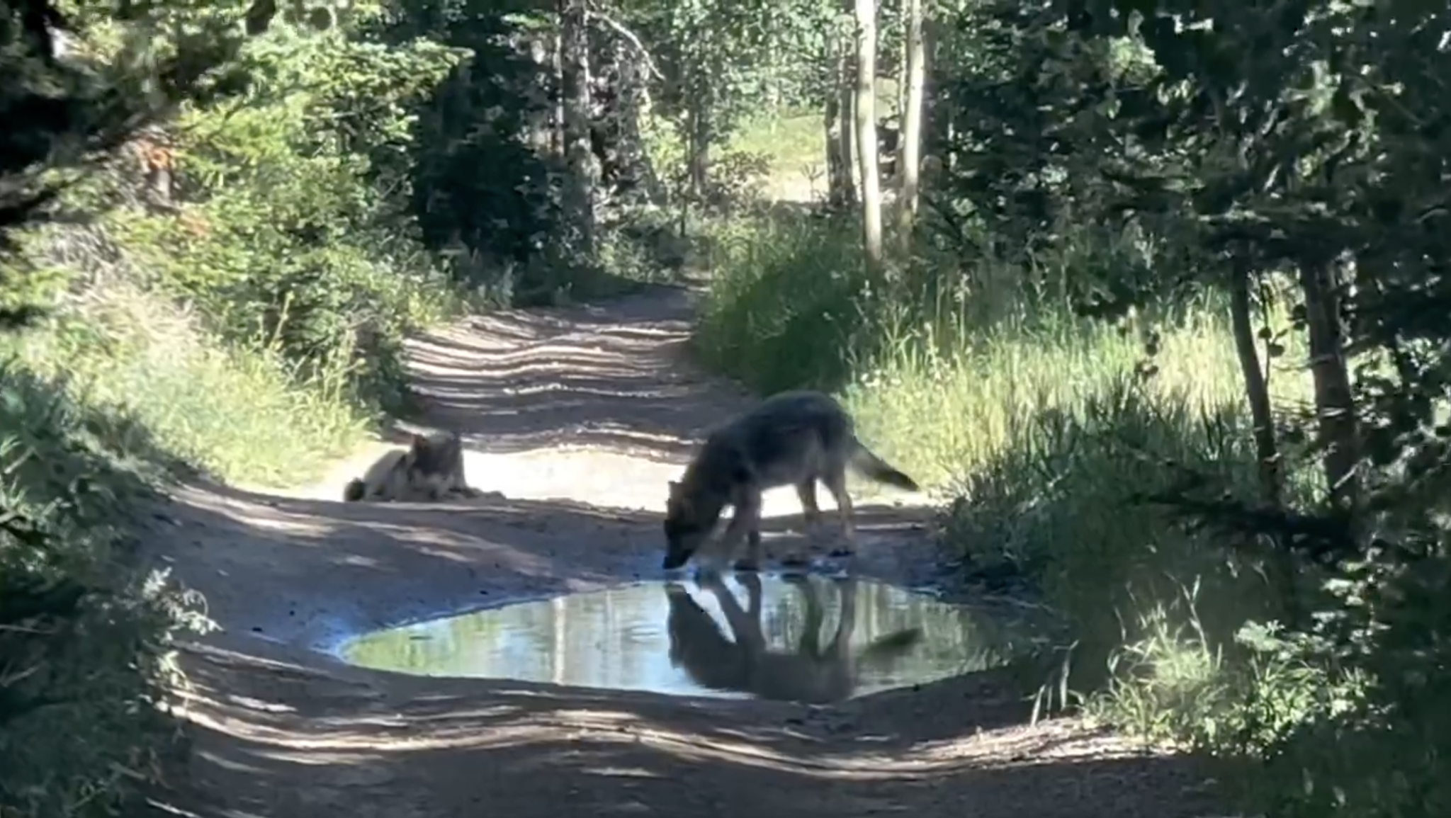 Colorado Parks and Wildlife confirms sightings of new wolf pups