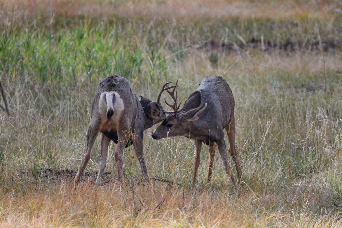 CPW’s big-game draw deadline is one week away, get your applications in by April 7
